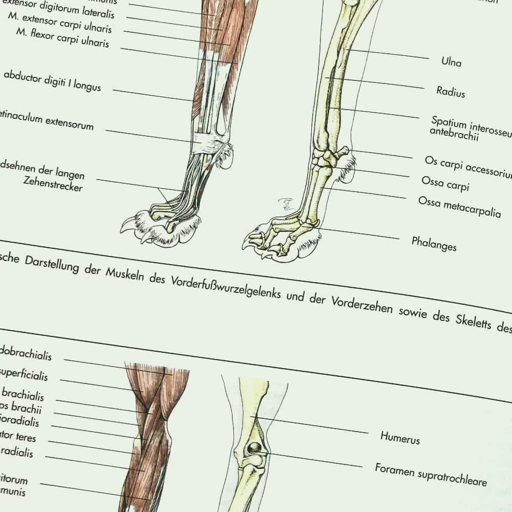 Ausschnitt aus einem tiermedizinischen Fachbuch mit einer Zeichnung von Muskeln und Knochen