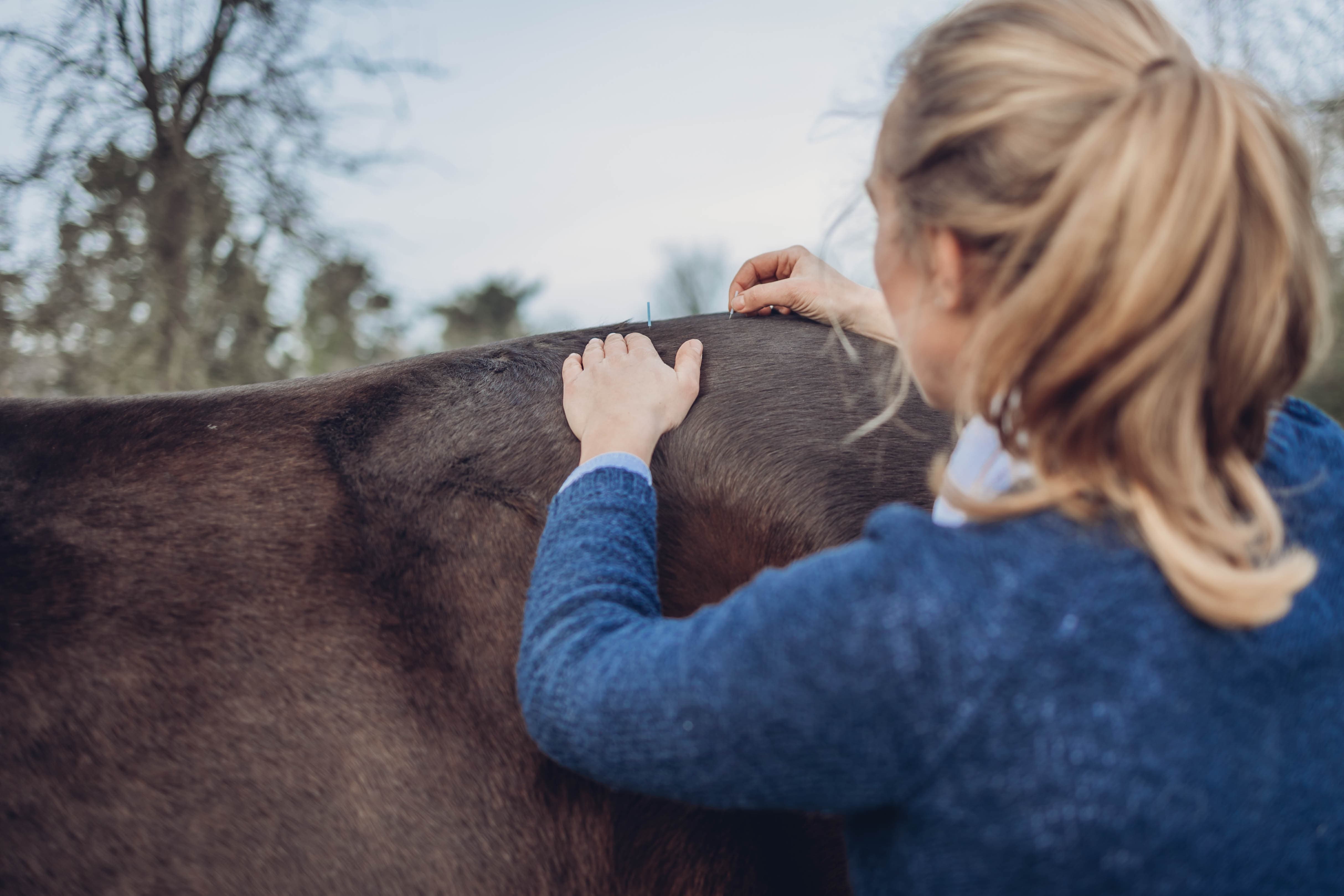 Anwendung von Techniken der Akupunktur bei einem Pferd